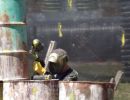 andy s paintball outing 5.6  