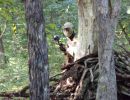 mclellan paintball  8 30 25  