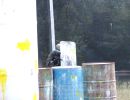 mclellan paintball  8 30 25  