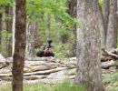 pierce s bachelor party  5 17 25  